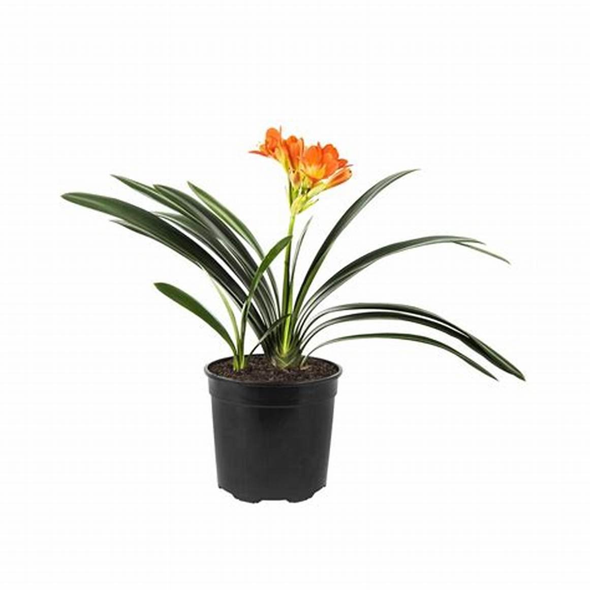 Clivia